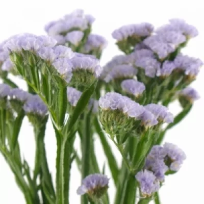 Statice SINUATUM CRYSTAL SKY BLUE