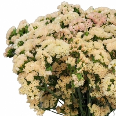 Statice SINUATUM EMMA PEACH