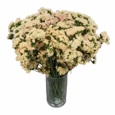 Statice SINUATUM EMMA PEACH