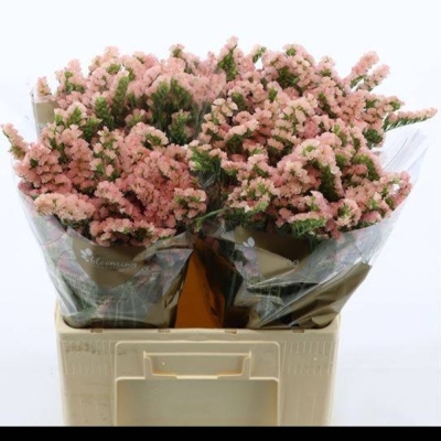 Statice SINUATUM EMMA PEACH+ 80 cm / 35 g