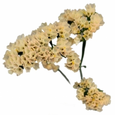 Statice SINUATUM EMMA PEACH