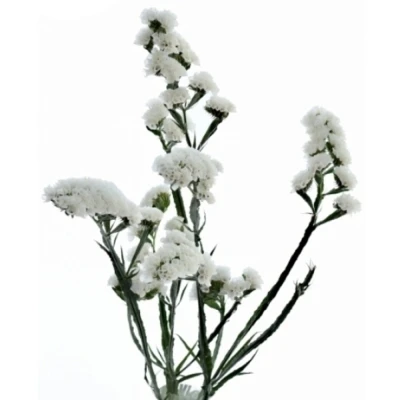 Statice SINUATUM GLACIER TROPHY 60 cm / 25 g