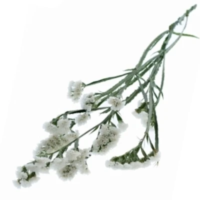 Statice SINUATUM GLACIER TROPHY