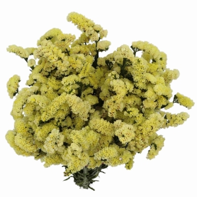 Statice SINUATUM GLOSSY WINGS