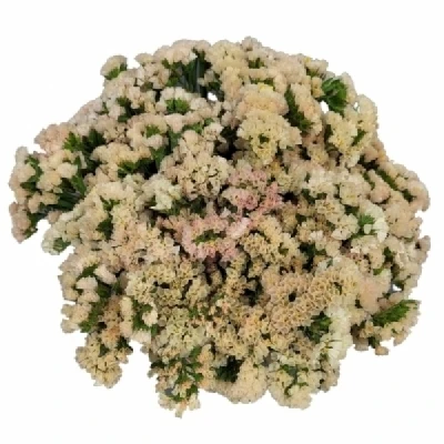 Statice SINUATUM GLOWY SUN BIRDS