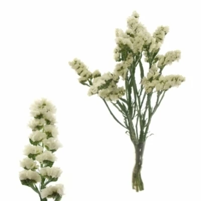 Statice SINUATUM HARMONY WINGS