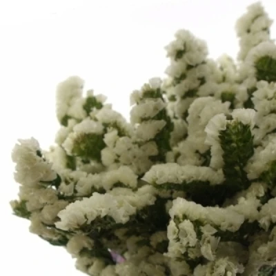 Statice SINUATUM HARMONY WINGS