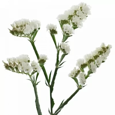Statice SINUATUM LADY ALBA 70cm/30g