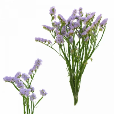 Statice SINUATUM LADY CAROL 65cm/20g