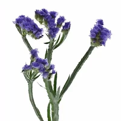 Statice SINUATUM LILAC SUN BIRDS 60cm/40g