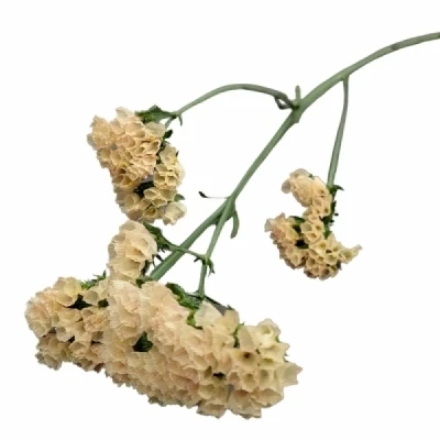 Statice SINUATUM LUCIA APRICOT