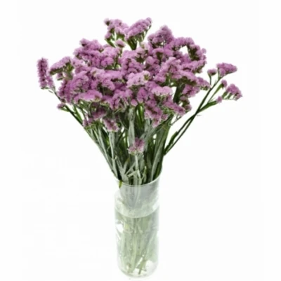 Statice SINUATUM LUCIA PINK