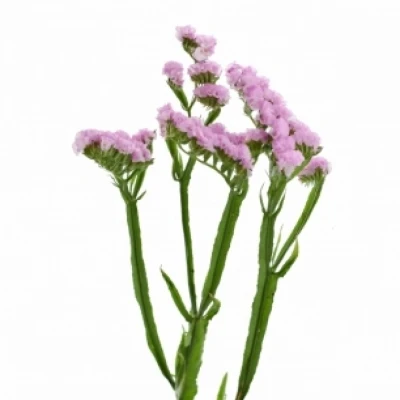 Statice SINUATUM LUCIA PINK