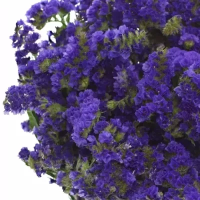 Statike SINUATUM MARINA VIOLET