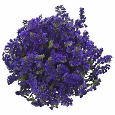 Statike SINUATUM MARINA VIOLET