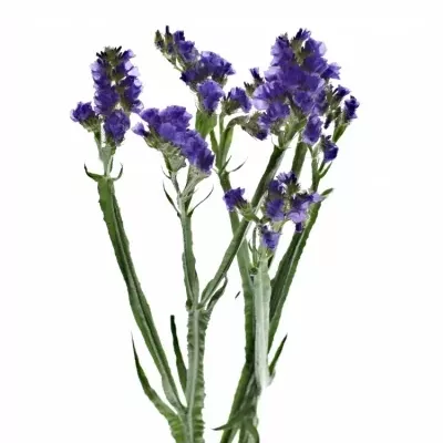 Statice SINUATUM MARINA VIOLET 80cm/75g