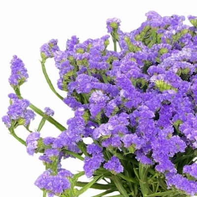 Statice SINUATUM OCEAN WINGS