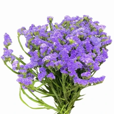 Statice SINUATUM OCEAN WINGS