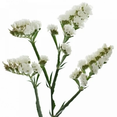 Statice SINUATUM POLAR WINGS 70cm/70g