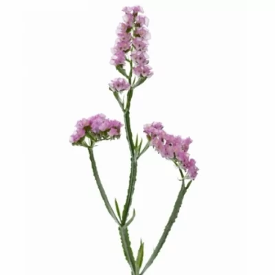 Statice SINUATUM PRETTY WINGS 70cm/35g