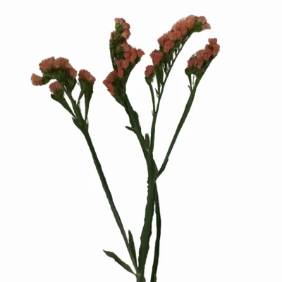 Statice SINUATUM ROYAL ORANGE