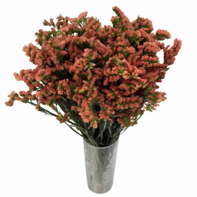 Statice SINUATUM ROYAL ORANGE