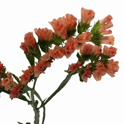 Statice SINUATUM ROYAL ORANGE
