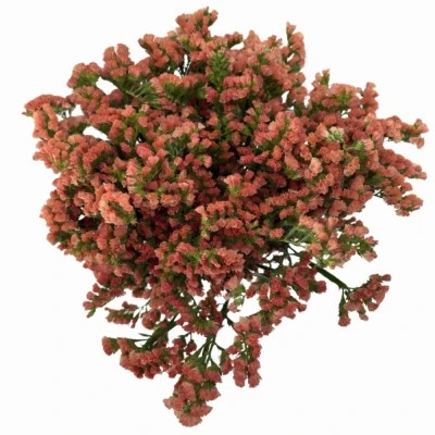 Statice SINUATUM ROYAL ORANGE