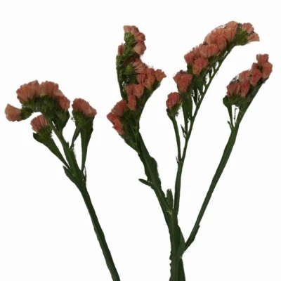 Statice SINUATUM ROYAL ORANGE
