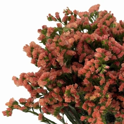 Statice SINUATUM ROYAL ORANGE