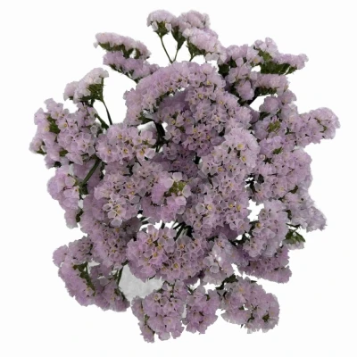 Statice SINUATUM SERA SUN BIRDS