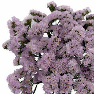 LIMONIUM SINUATUM SERA SUN BIRDS 50 cm / 25 g