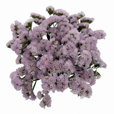 Statice SINUATUM SERA SUN BIRDS