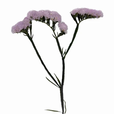 Statice SINUATUM SERA SUN BIRDS