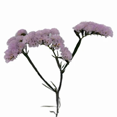 Statice SINUATUM SERA SUN BIRDS