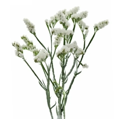 Statice SINUATUM SILKY WINGS