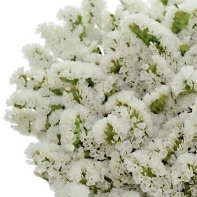 Statice SINUATUM SILKY WINGS