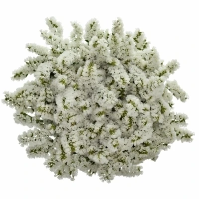 Statice SINUATUM SILKY WINGS