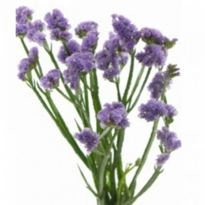 Statice SINUATUM SINUET VIOLET 65cm/45g