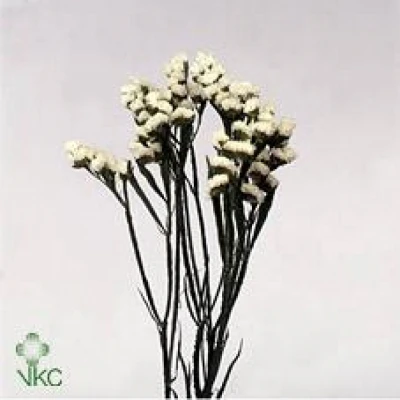 Statice SINUATUM SINUET WHITE 60cm/40g