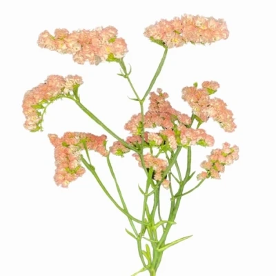 Statice SINUATUM SUNDAY PINK 80 cm / 80 g