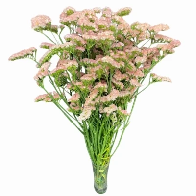 Statice SINUATUM SUNDAY PINK