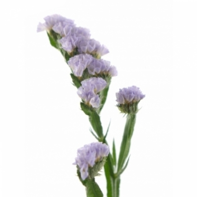 Statice SINUATUM TESSA LAVENDER