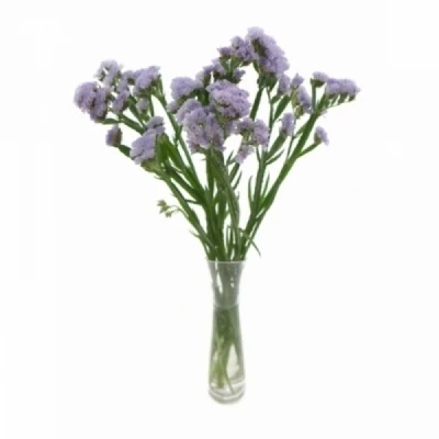 Statice SINUATUM TESSA MALVA