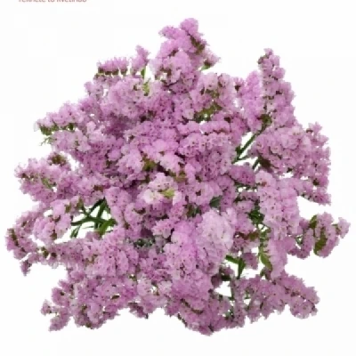 Statice SINUATUM TICO PINK
