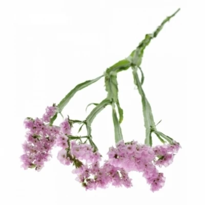 Statice SINUATUM TICO PINK
