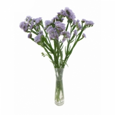 Statice SINUATUM TONIE LAVENDER