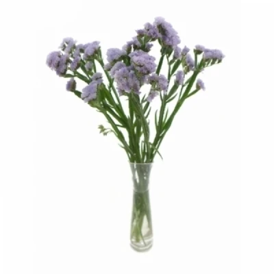 Statice SINUATUM TONIE LAVENDER