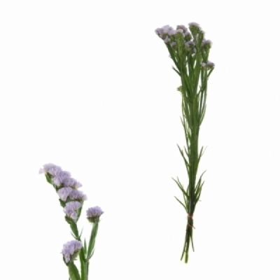 Statice SINUATUM TONIE LAVENDER
