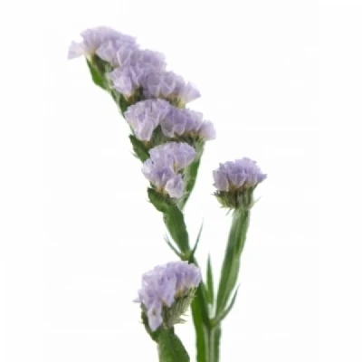 Statice SINUATUM TONIE LAVENDER